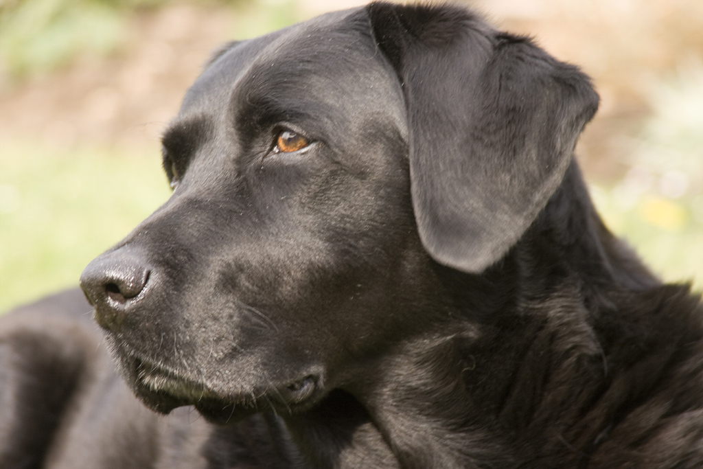 Wyoming officer charged in hot-car death of police dog