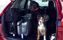 Top 5 Dog-Friendly Cars