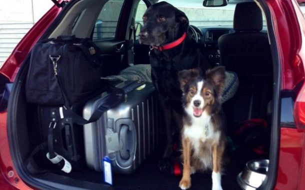 Top 5 Dog-Friendly Cars